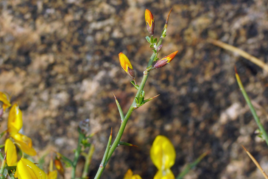 Genista cadasonensis / Ginestra della Sardegna